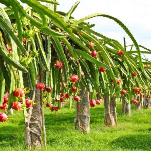 Dragon Fruits